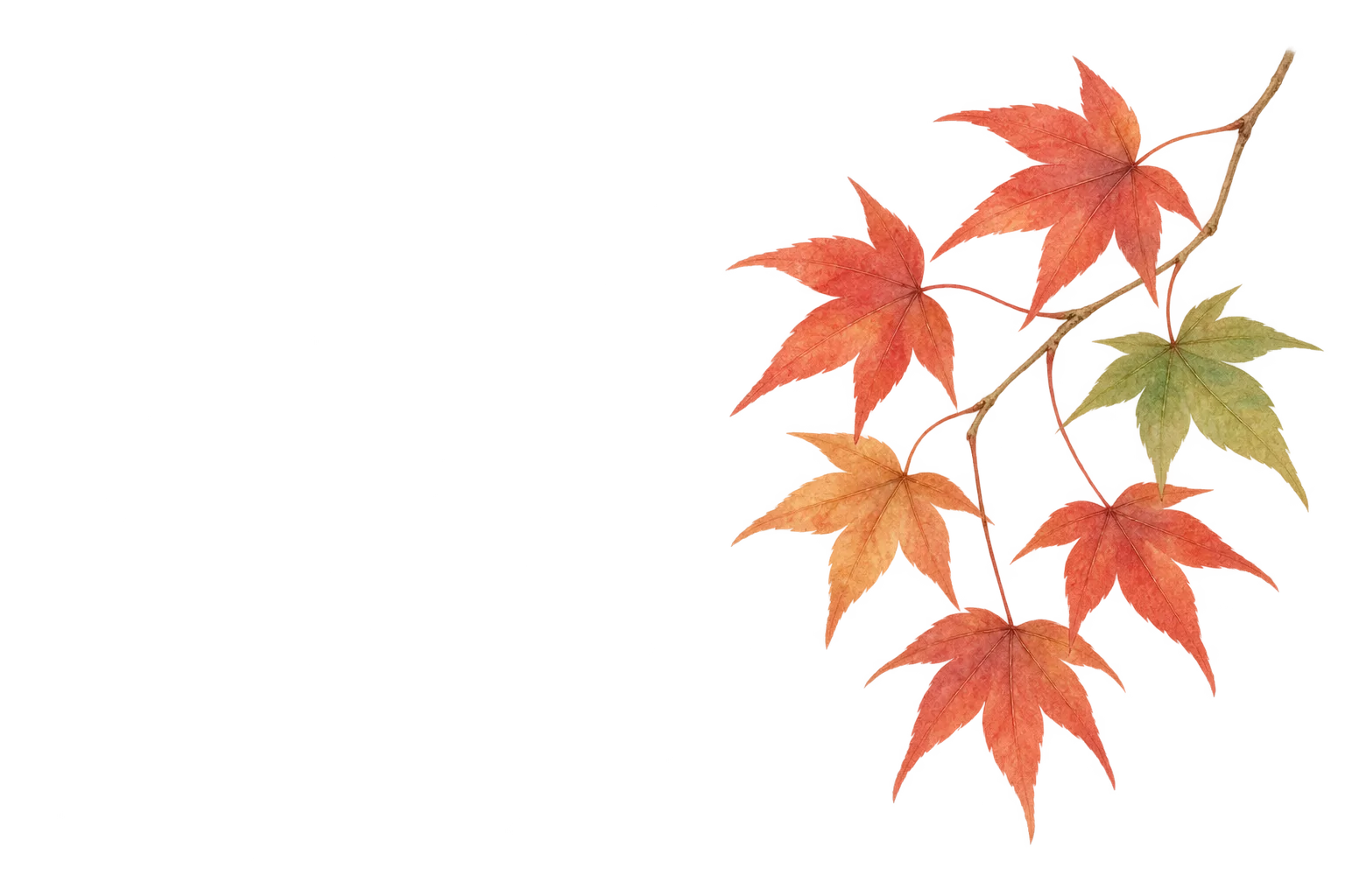 Japanese maple — illustration