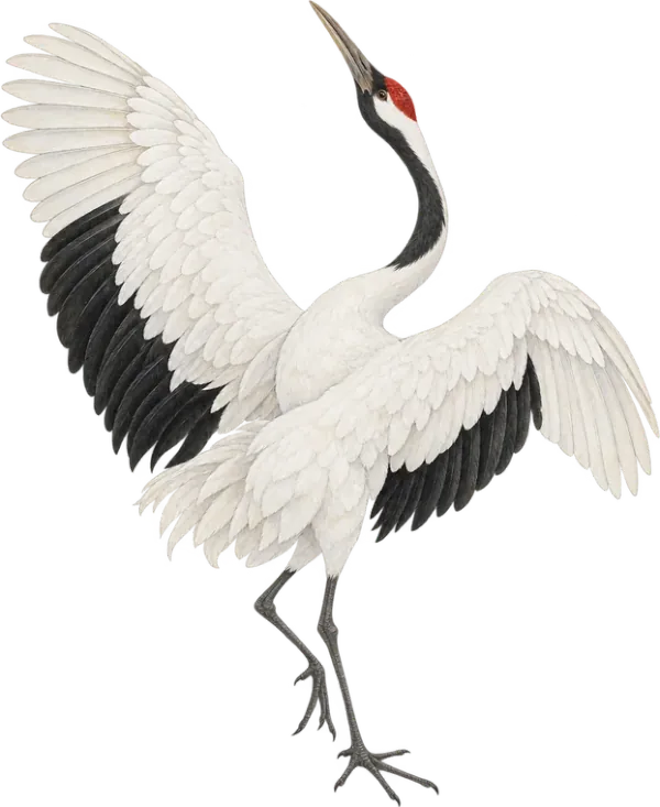 Red-crowned crane