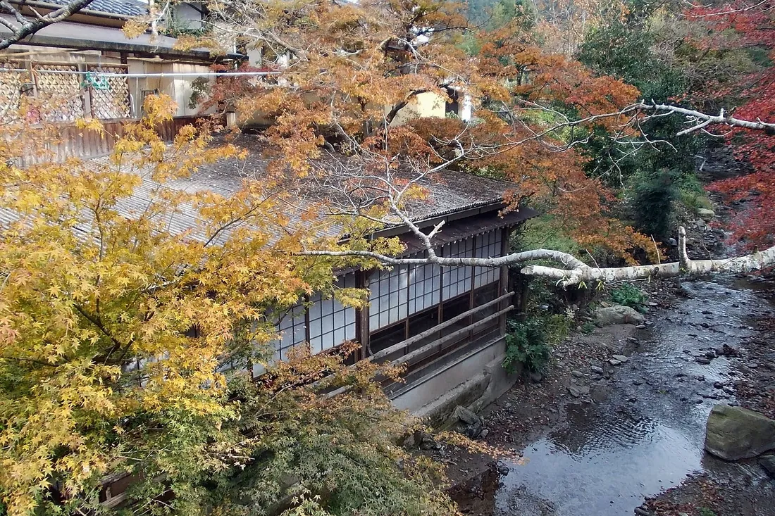 Maples in autumn colour over the Notori river in Akizuki, beside an old house