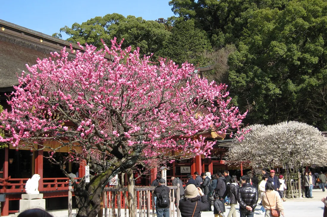 A pink plum in full flower in front of the main hall of Dazaifu Tenmangu, with the white Tobiume behind it