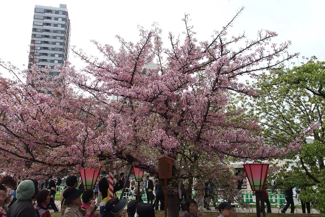 Visitors under pink double cherries and paper lanterns in the Japan Mint cherry passage