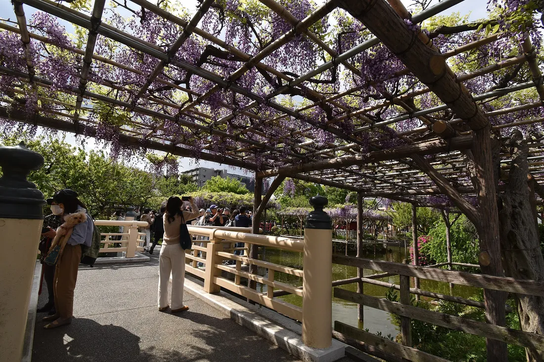 Wisteria hanging from the trellises over the pond at Kameido Tenjin