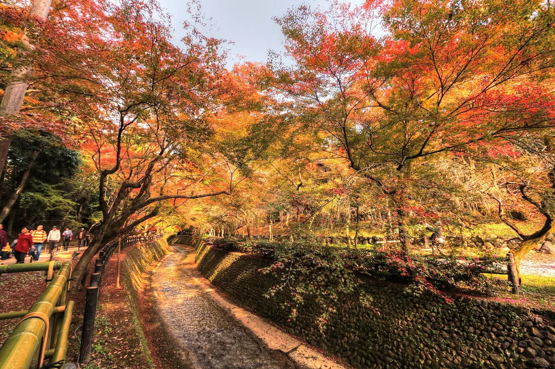Maples in autumn colour above the Kamiya river in the maple garden of Kitano Tenmangu