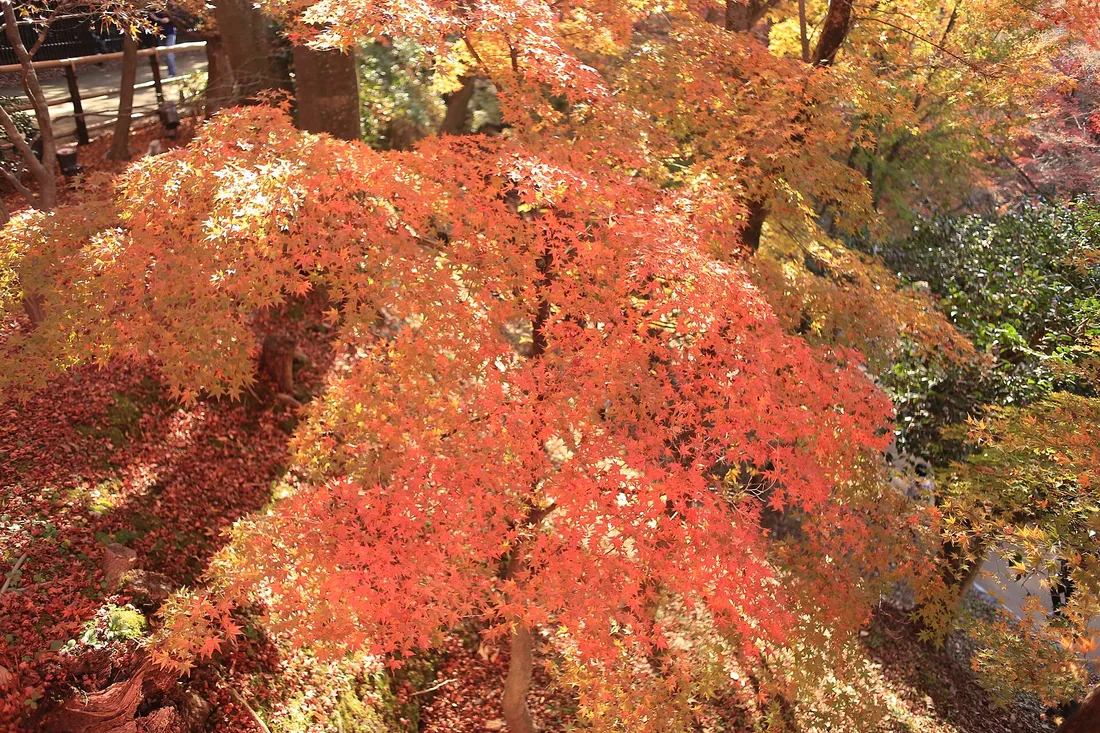 Red maple covering a slope in the maple garden of Kitano Tenmangu