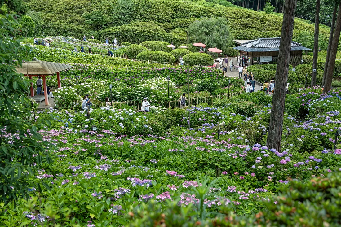 The hydrangea garden of Mimuroto-ji: flowering bushes under cedars on the slope below the temple