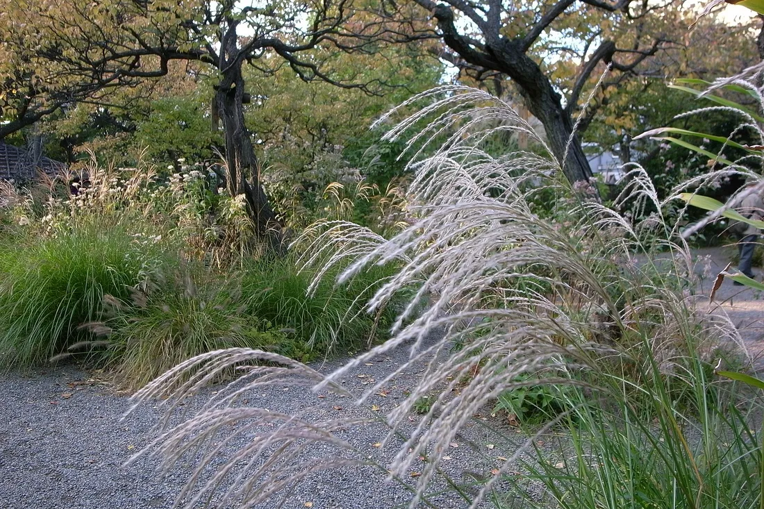 Silver pampas grass, the plant of moon-viewing offerings, in Mukojima-Hyakkaen in November