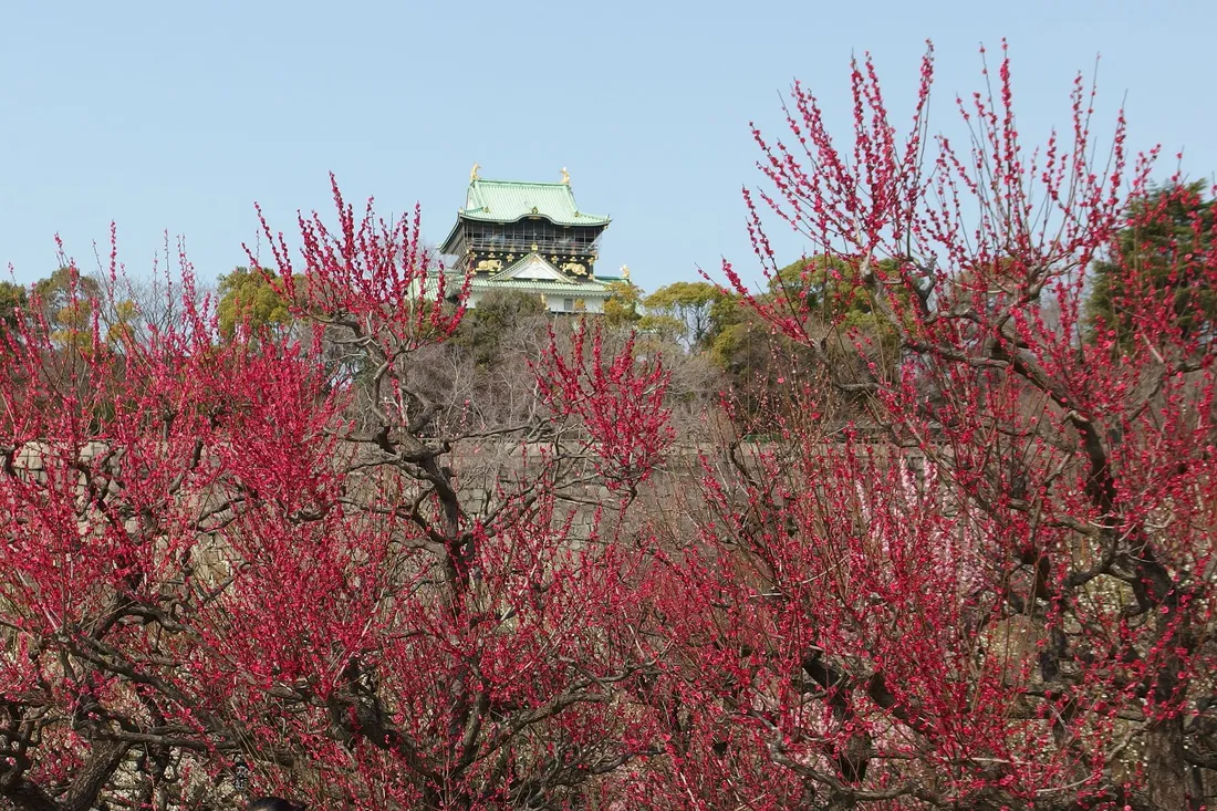 Red plum blossom in the Osaka Castle plum grove, with the castle keep behind