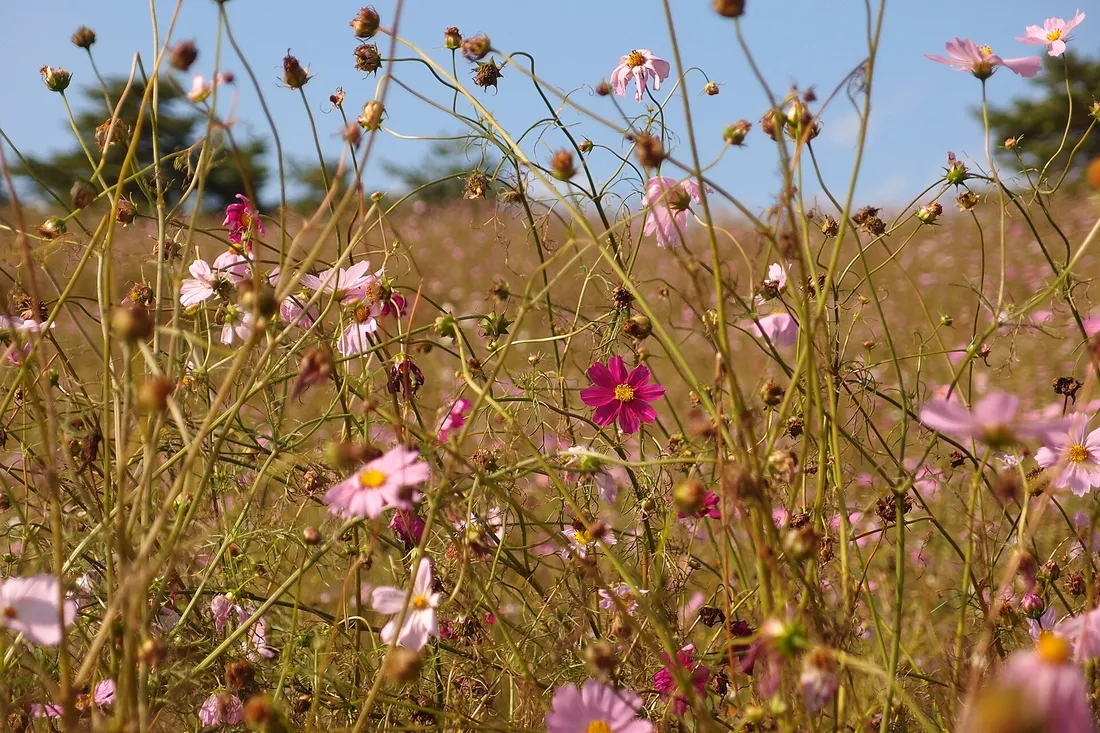 Cosmos against the sky on the Flower Hill, late in the season