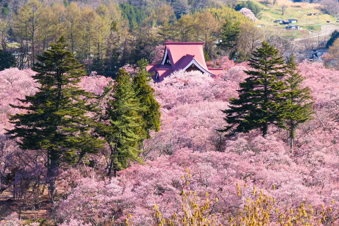 Takato Castle Park in full cherry blossom, seen from the Hakusan Kannon hill