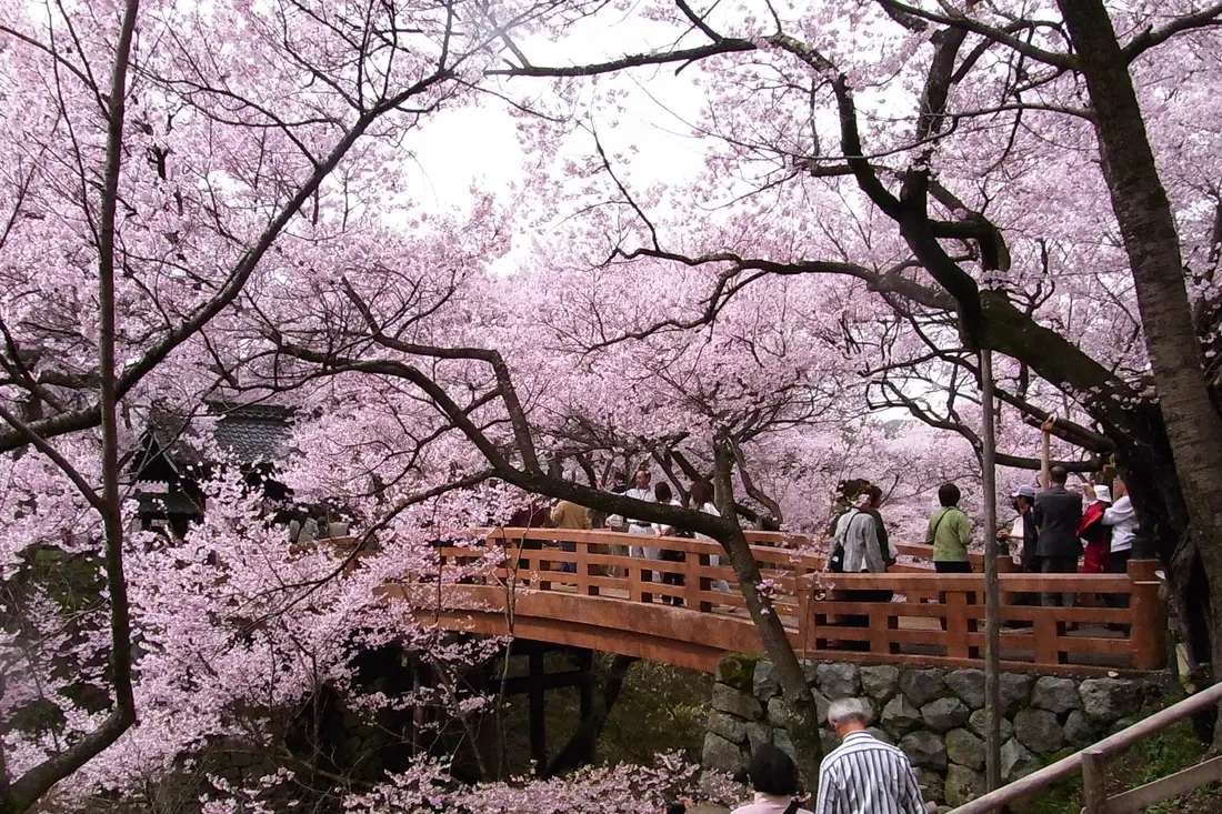 The wooden bridge at Takato Castle Park under the cherry trees